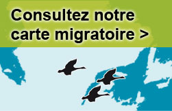 Carte de migration des oies