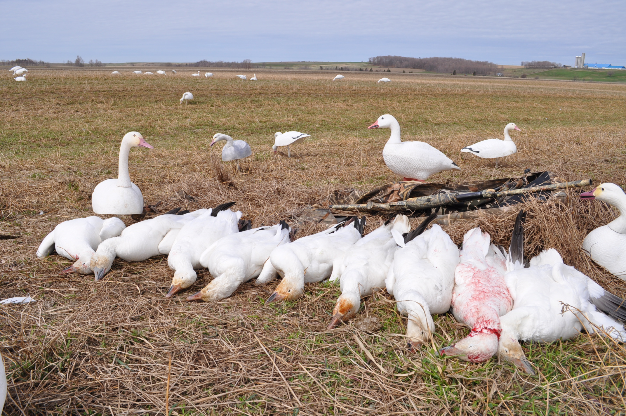 Cache à profil bas avec un chasseur habillé en blanc